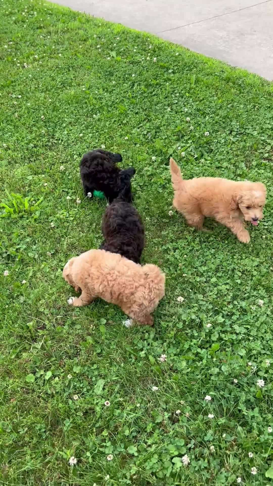 Mini Goldendoodle dogs for sale: Ginger - Video 1