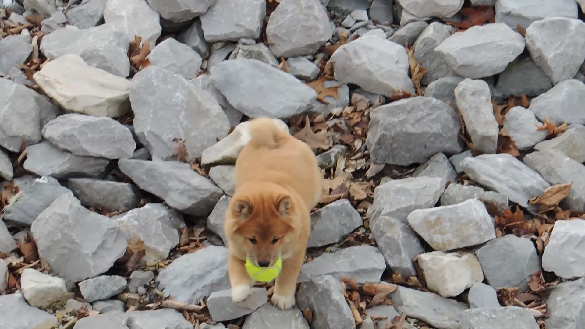 Shiba Inu dogs for sale: DAKOTA - Video 1