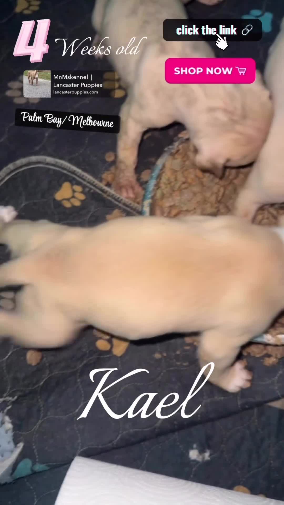 American Pit Bull Terrier dogs for sale: American Pit Bull Terrier Puppy 5 - Video 1
