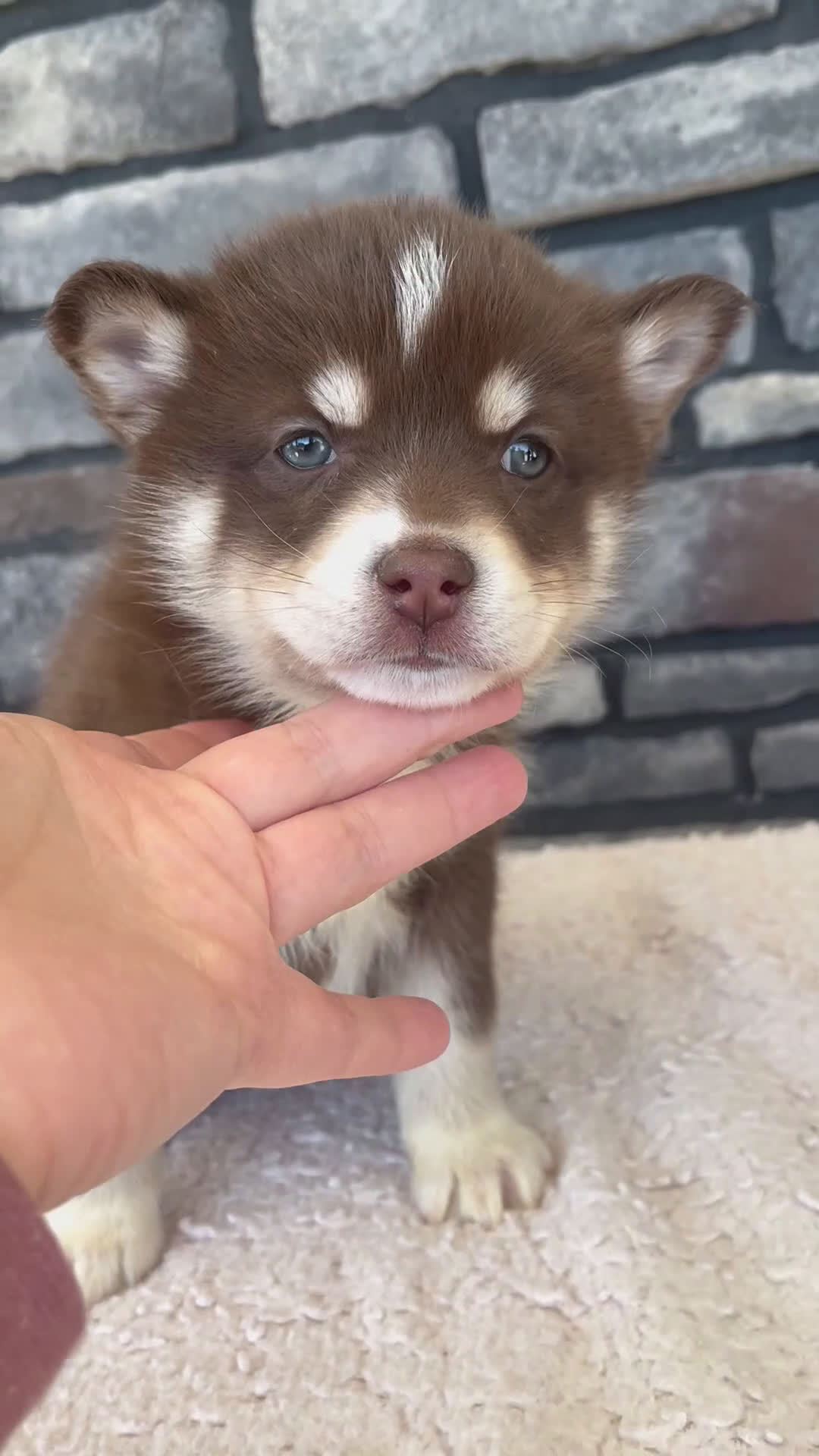 Pomsky dogs for sale: Roxie - Video 1