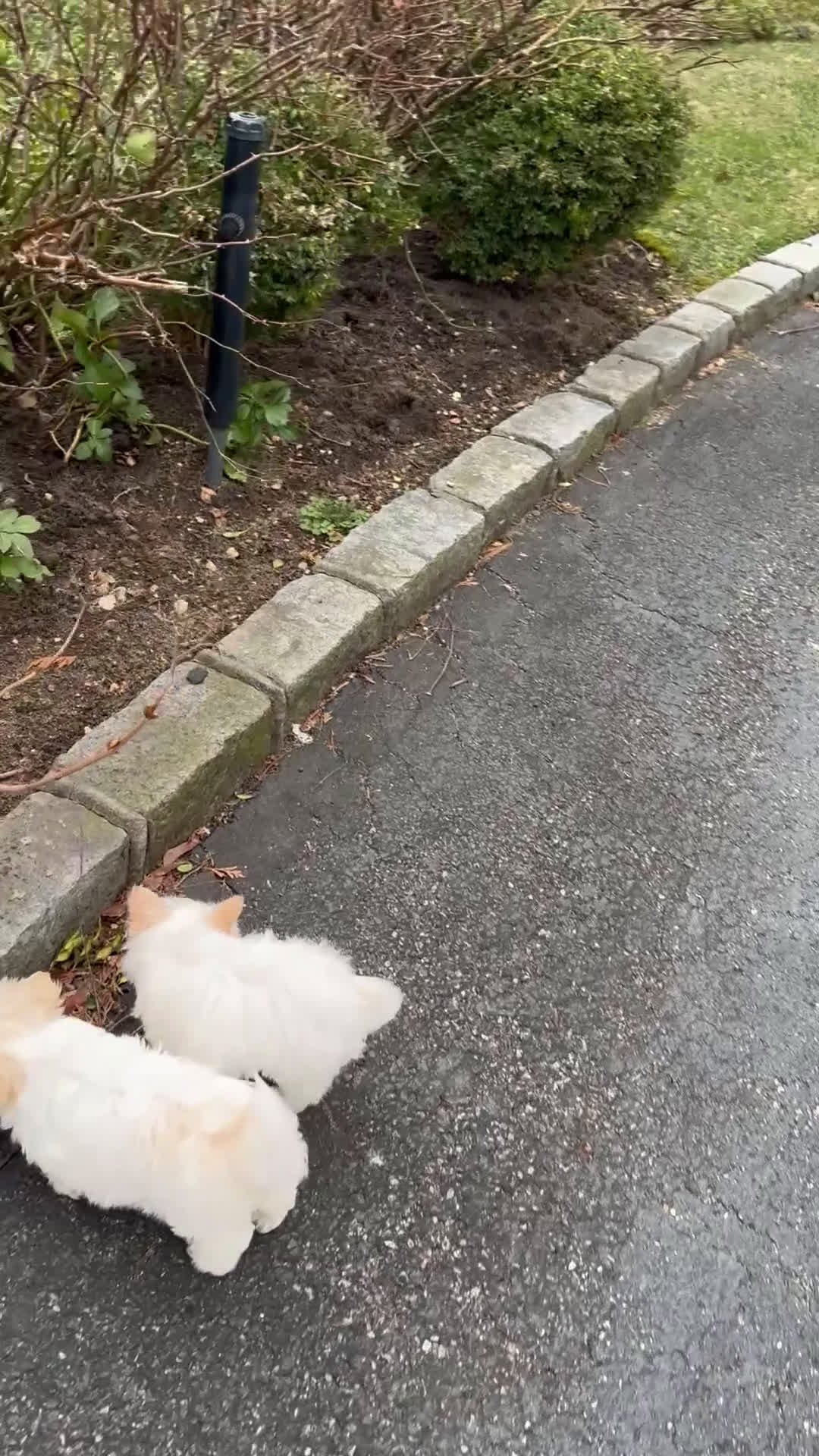 Morkie dogs for sale: Gloria - Video 1