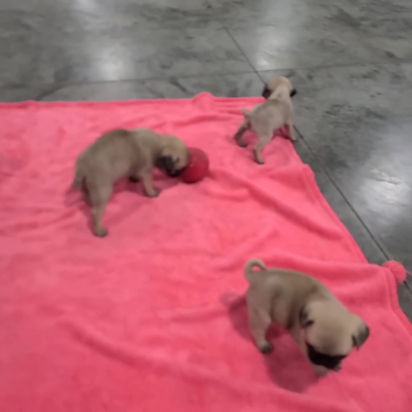 Pug dogs for sale: Ace - Video 2