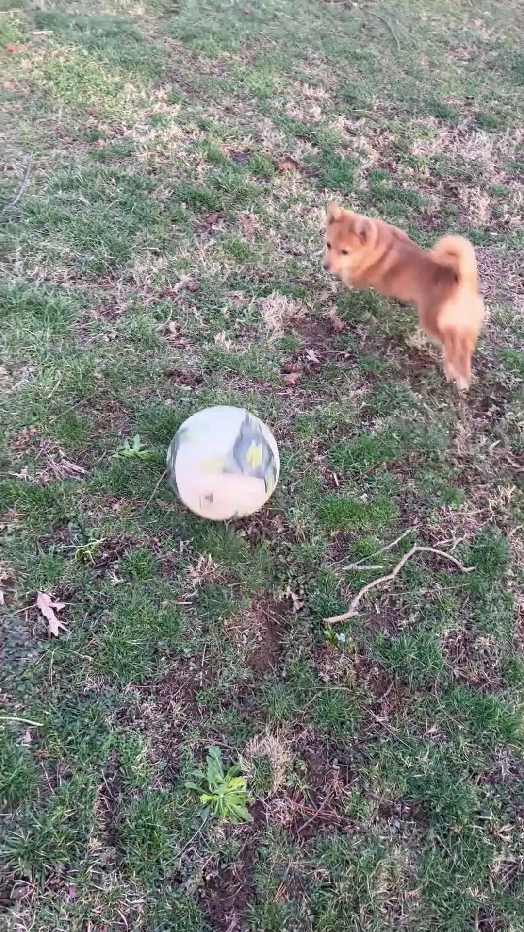 Mixed Breed dogs for sale: Mixed Breed Puppy 2 - Video 1