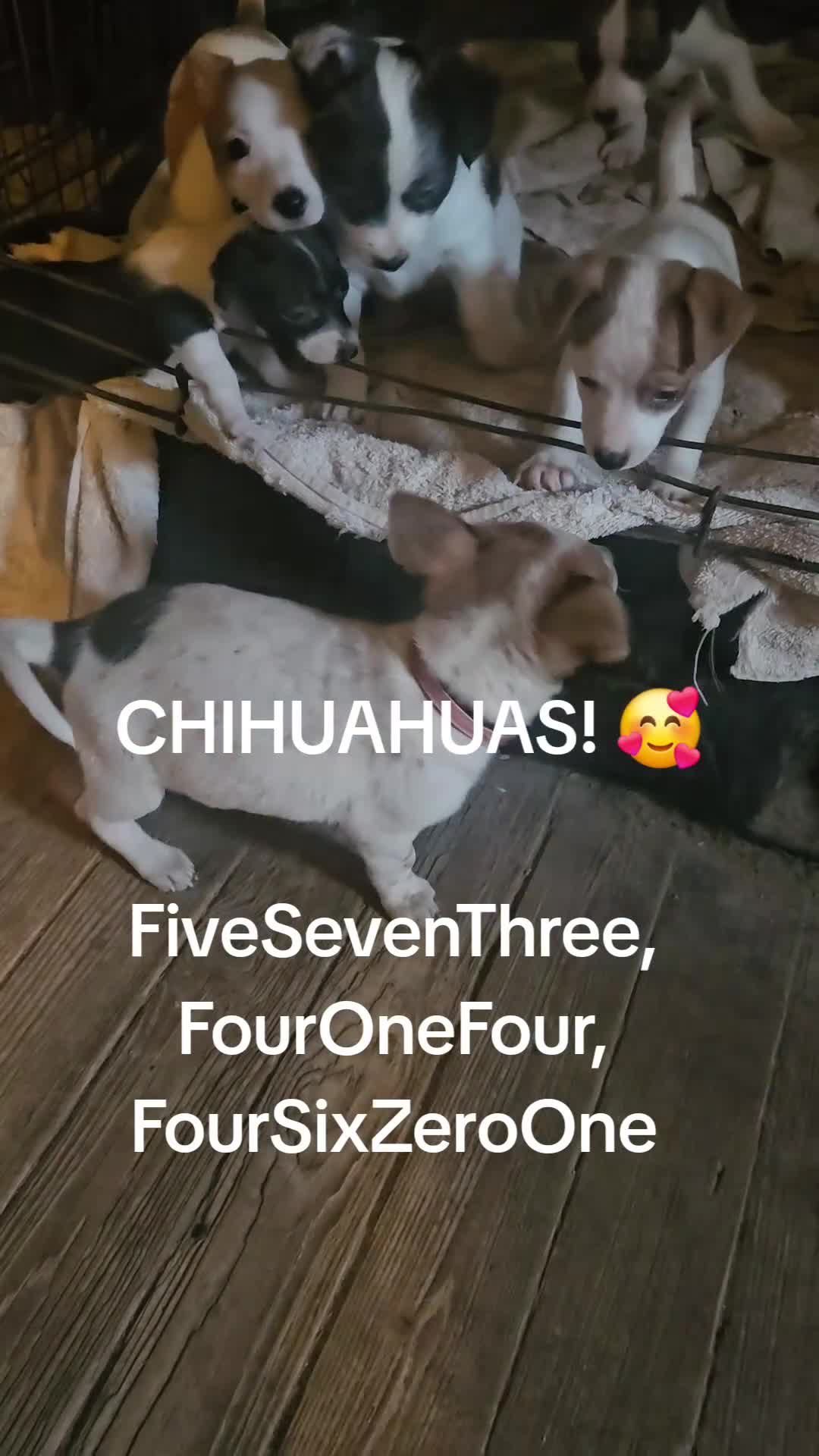 Chihuahua dogs for sale: Princess "T-Cup" - Video 1