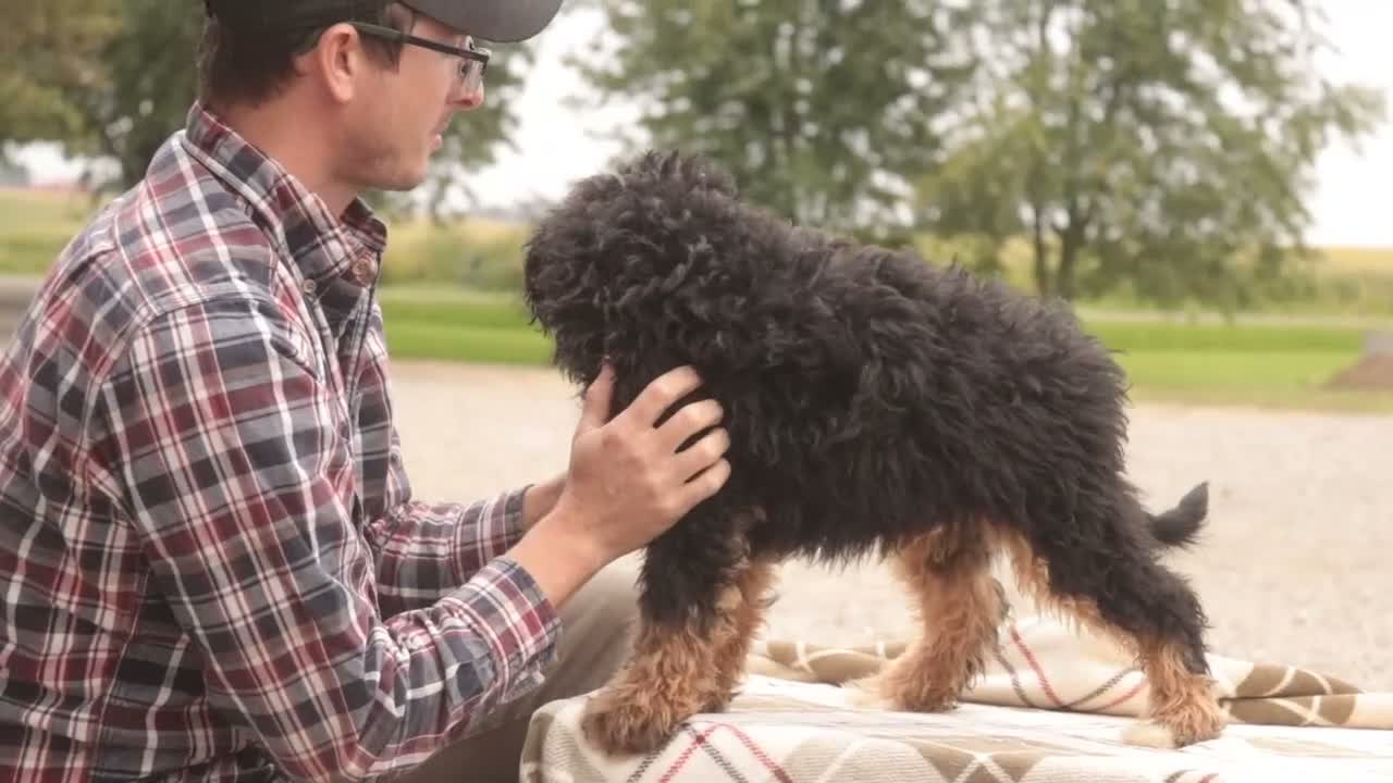 Mini Bernedoodle dogs for sale: Mooney Mini Bernedoodle  - Video 1