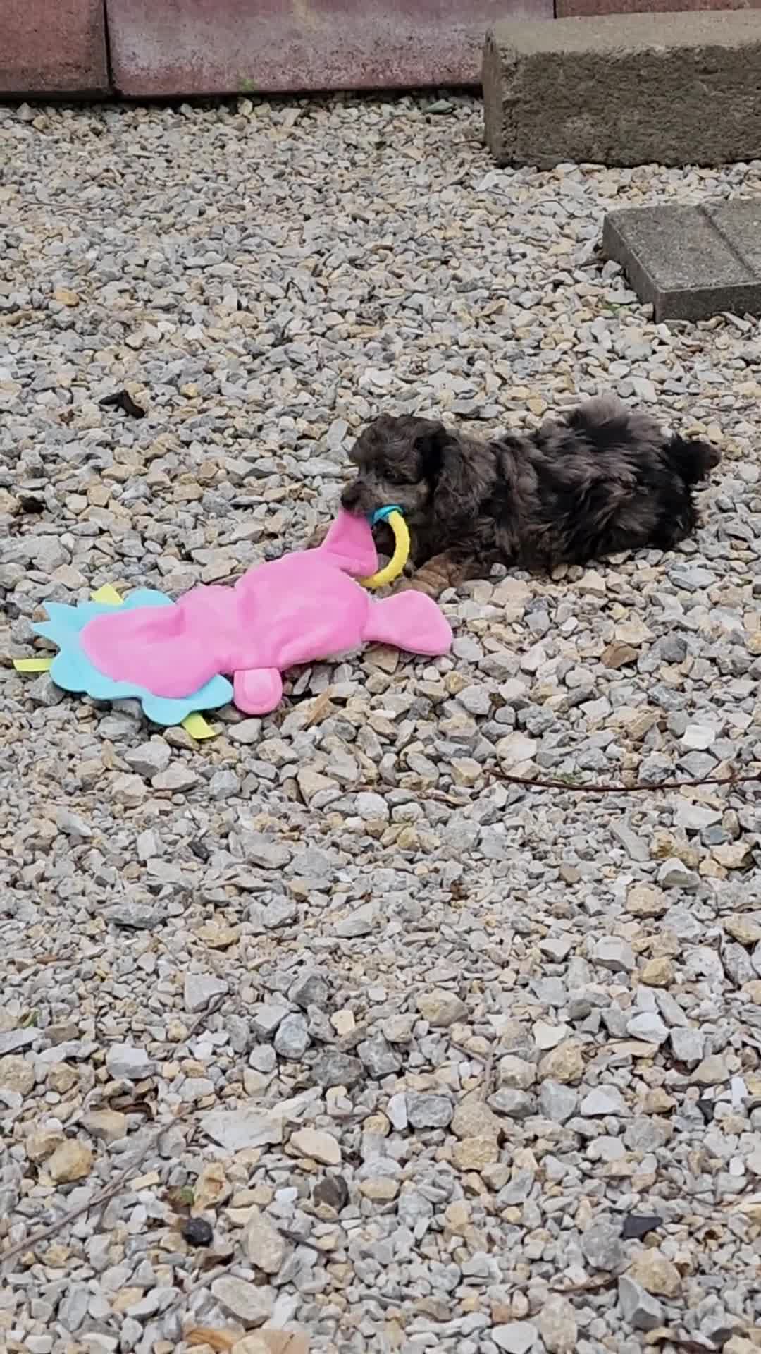 Miniature Poodle dogs for sale: Miniature Poodle Merle Boy - Video 1