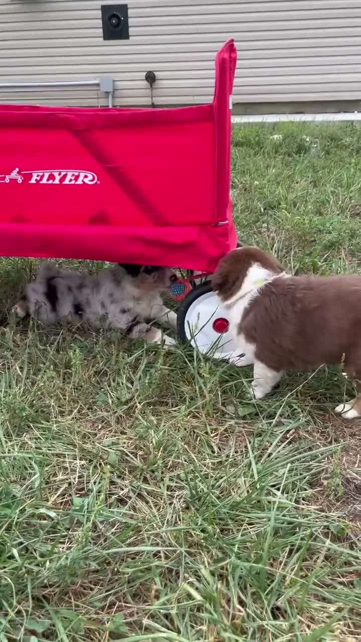 Australian Shepherd dogs for sale: Wade - Video 1