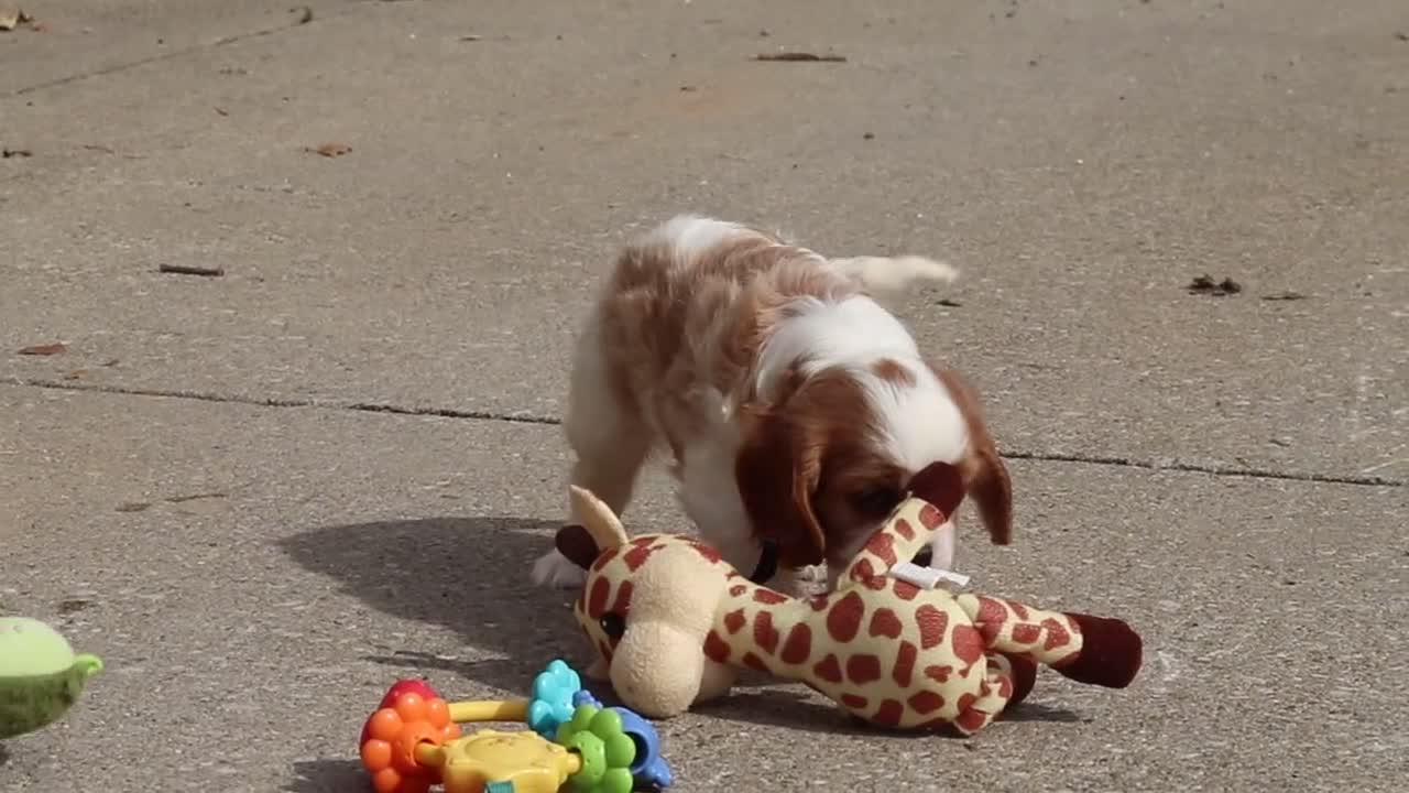 Cavalier King Charles Spaniel dogs for sale: Allie - Video 1