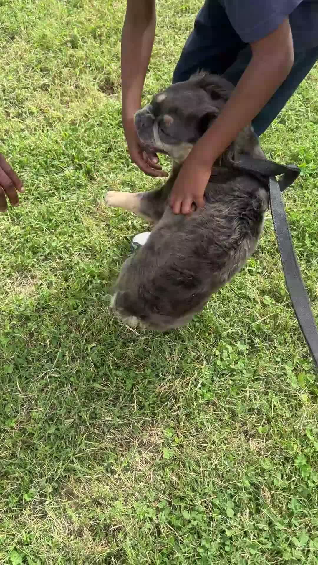 French Bulldog dogs for sale: Vanilla - Video 3