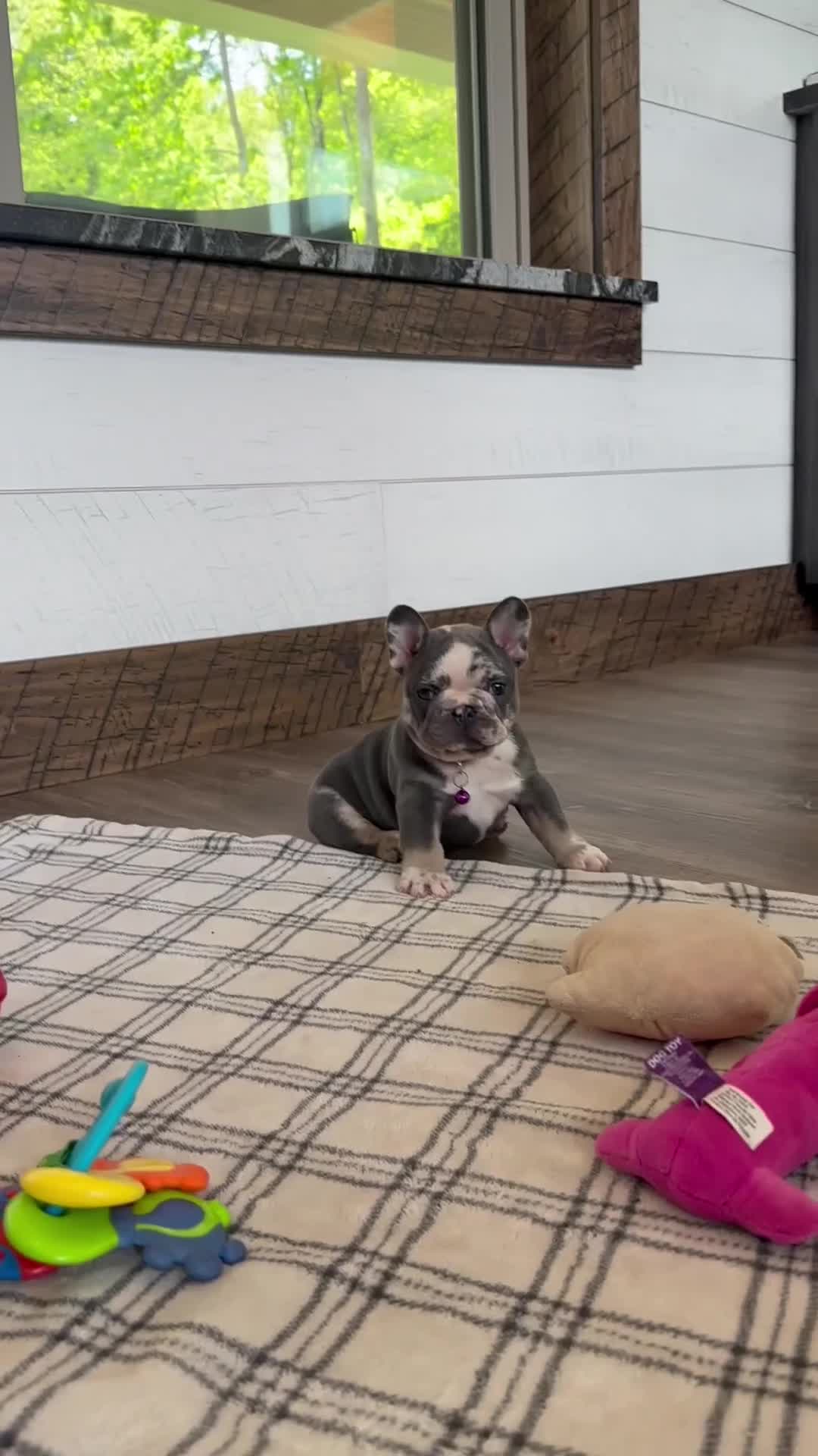 French Bulldog dogs for sale: Posie - Video 1
