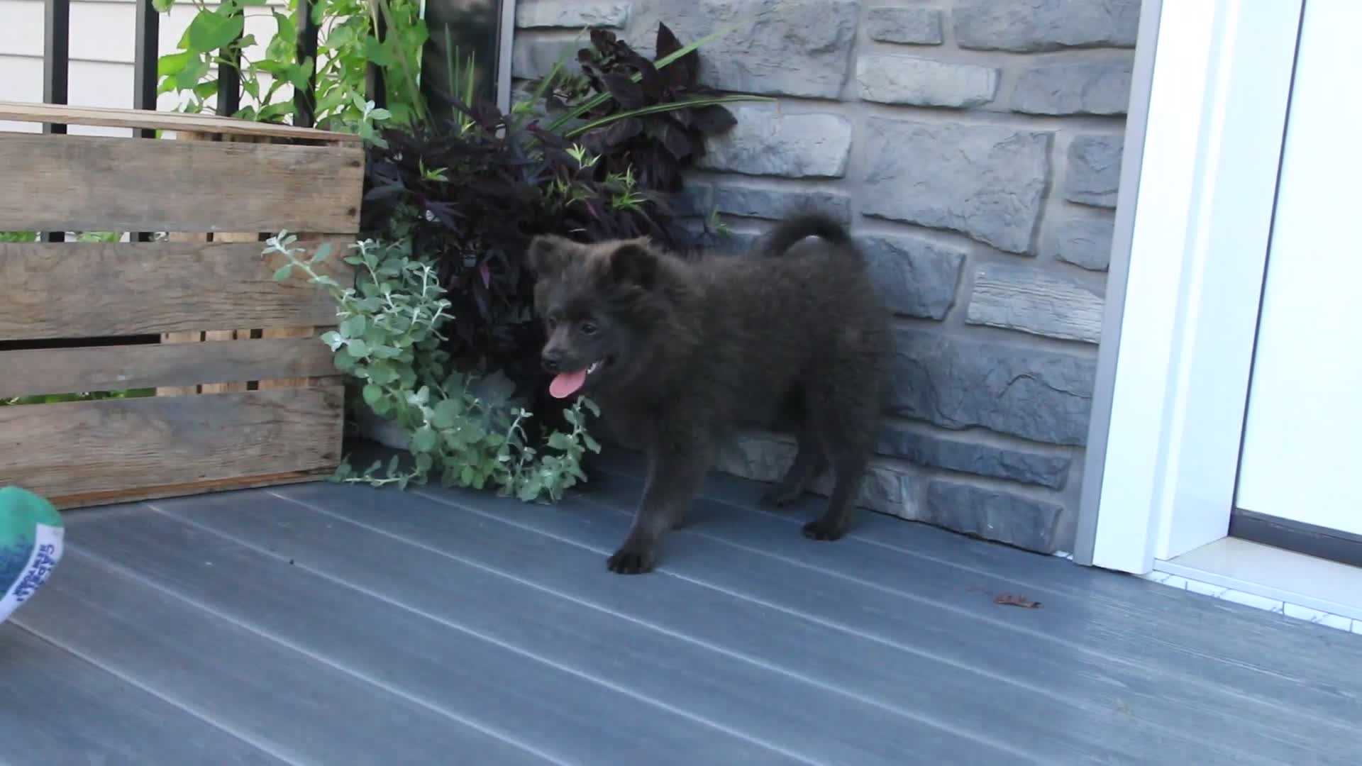 Pomeranian dogs for sale: Bluey Pomeranian  - Video 1