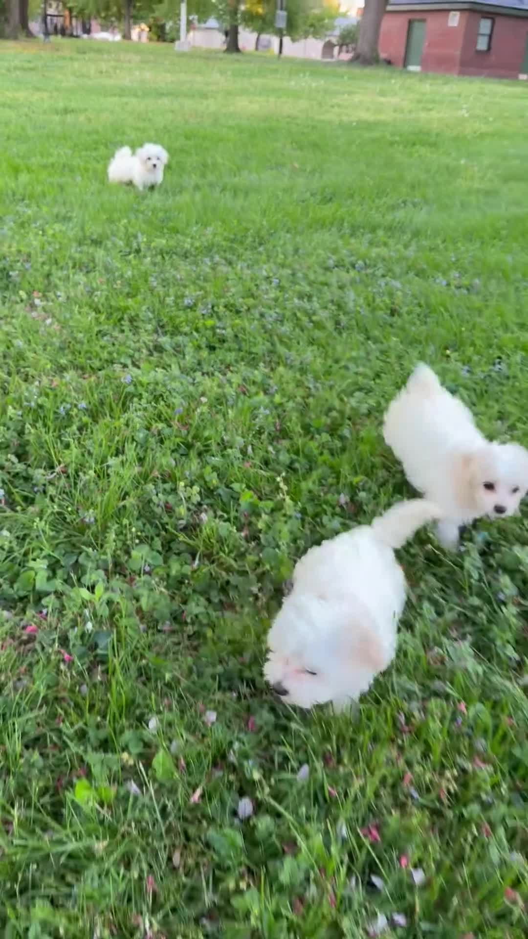 Maltipoo dogs for sale: Maltipoo Puppy 1 - Video 1