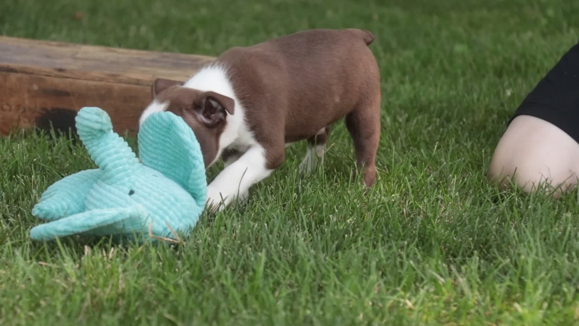 Boston Terrier dogs for sale: Brady Boston Terrier  - Video 1