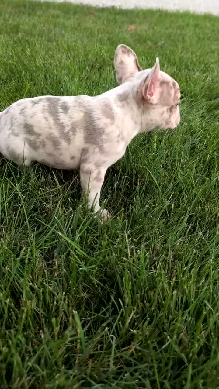 Frenchton dogs for sale: Stella - Video 1