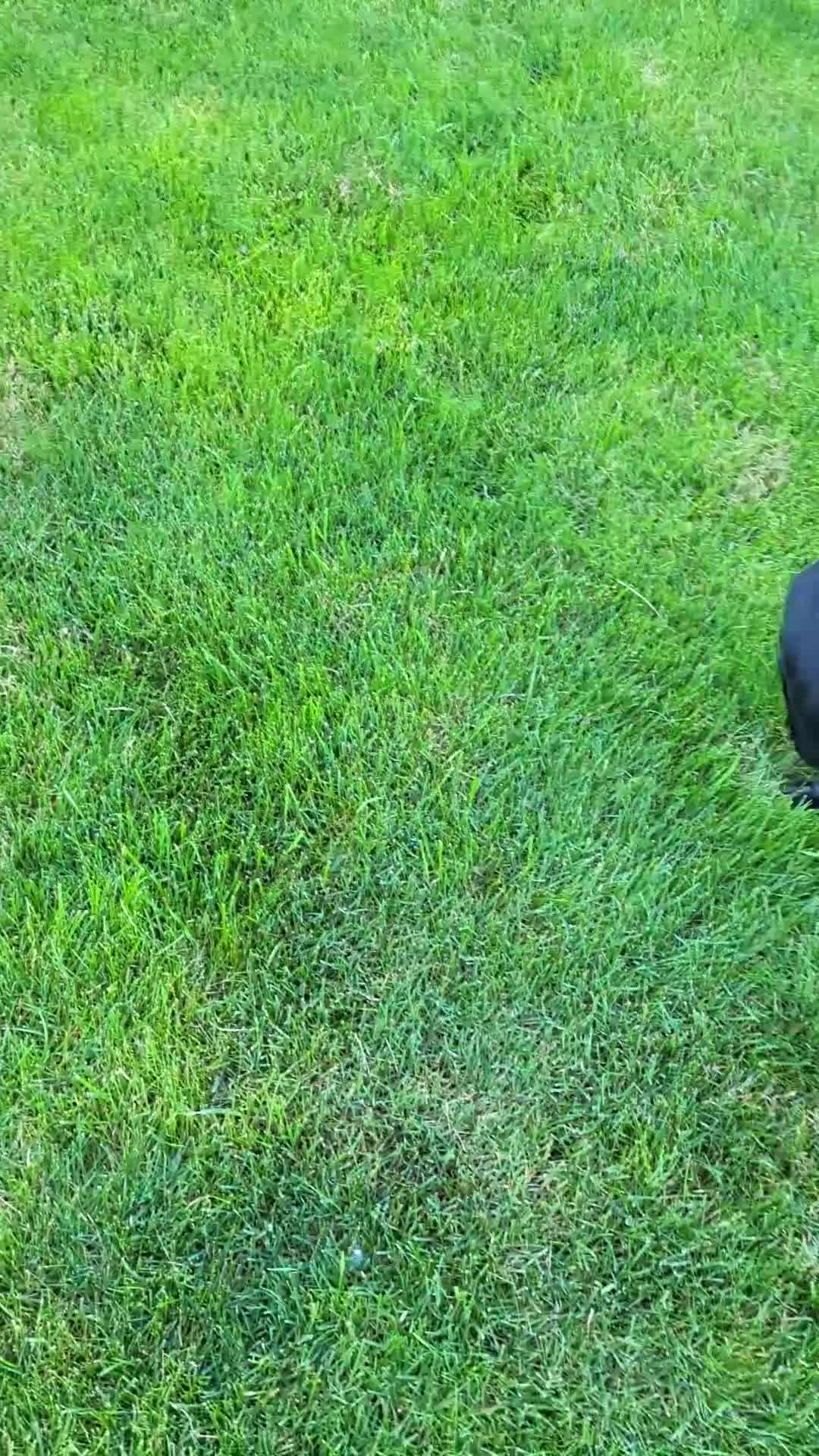 Labrador Retriever dogs for sale: Labrador Retriever Puppy 3 Molly  - Video 1