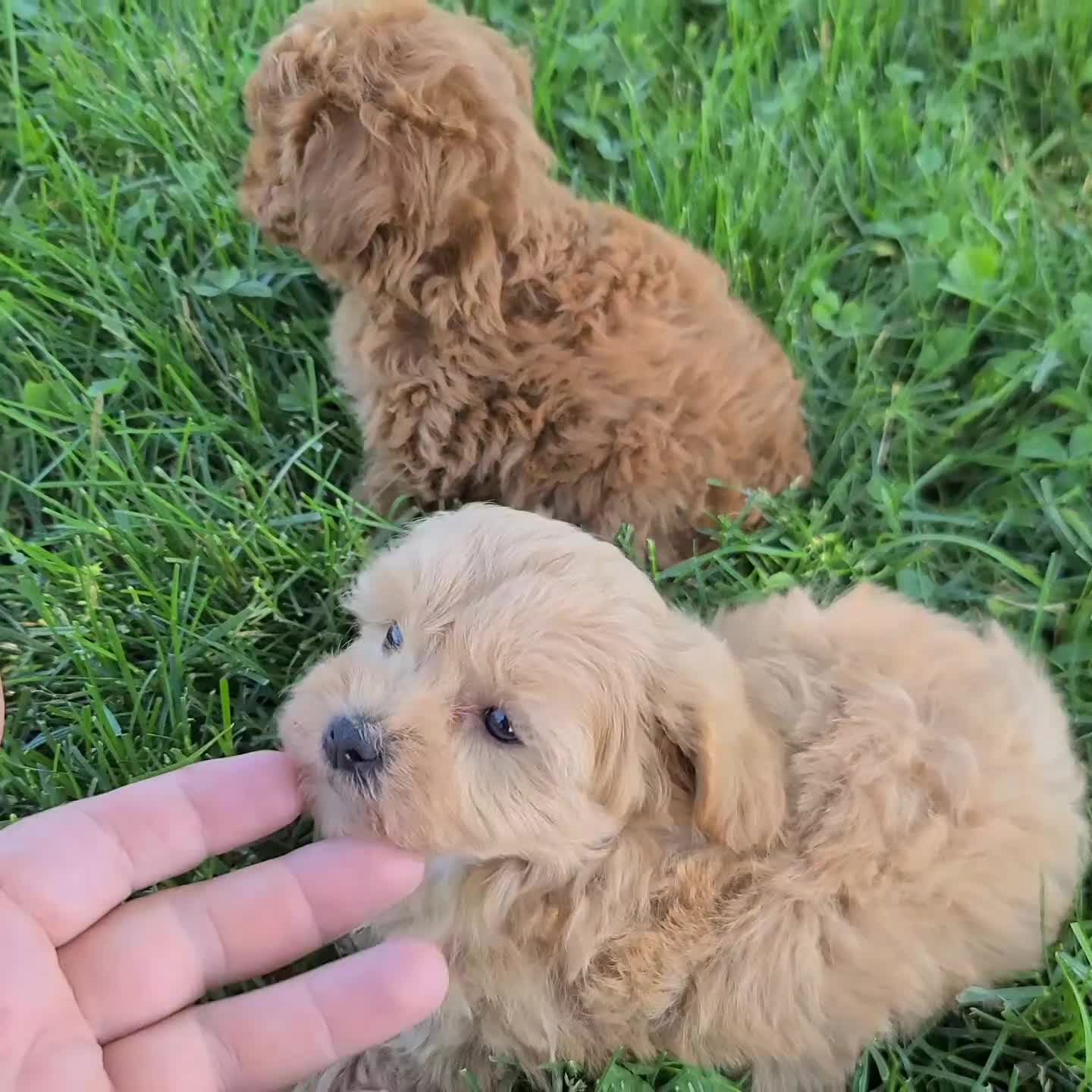 Maltipoo dogs for sale: Kelly f1b - Video 1