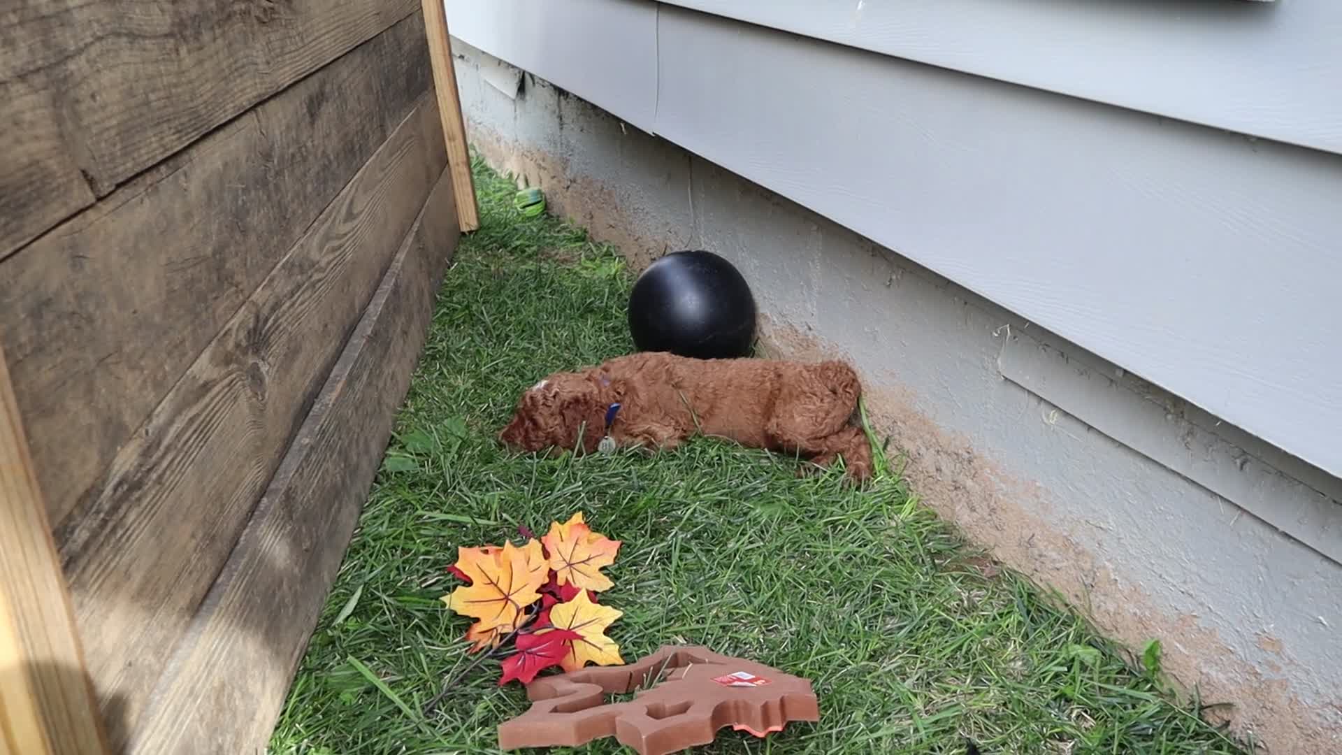 Standard Poodle dogs for sale: Timothy - Video 1