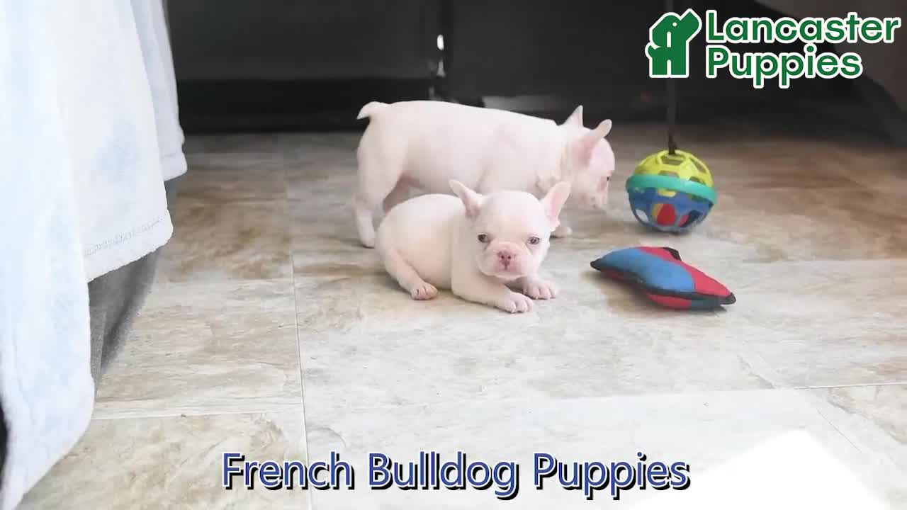 French Bulldog dogs for sale: Marbel - Video 1