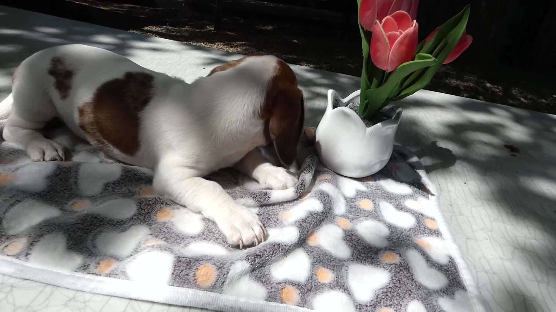 Miniature Dachshund dogs for sale: Miniature Dachshund 1 Poco - Video 1