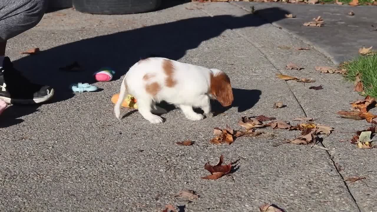 Cavalier King Charles Spaniel dogs for sale: Arlo - Video 1