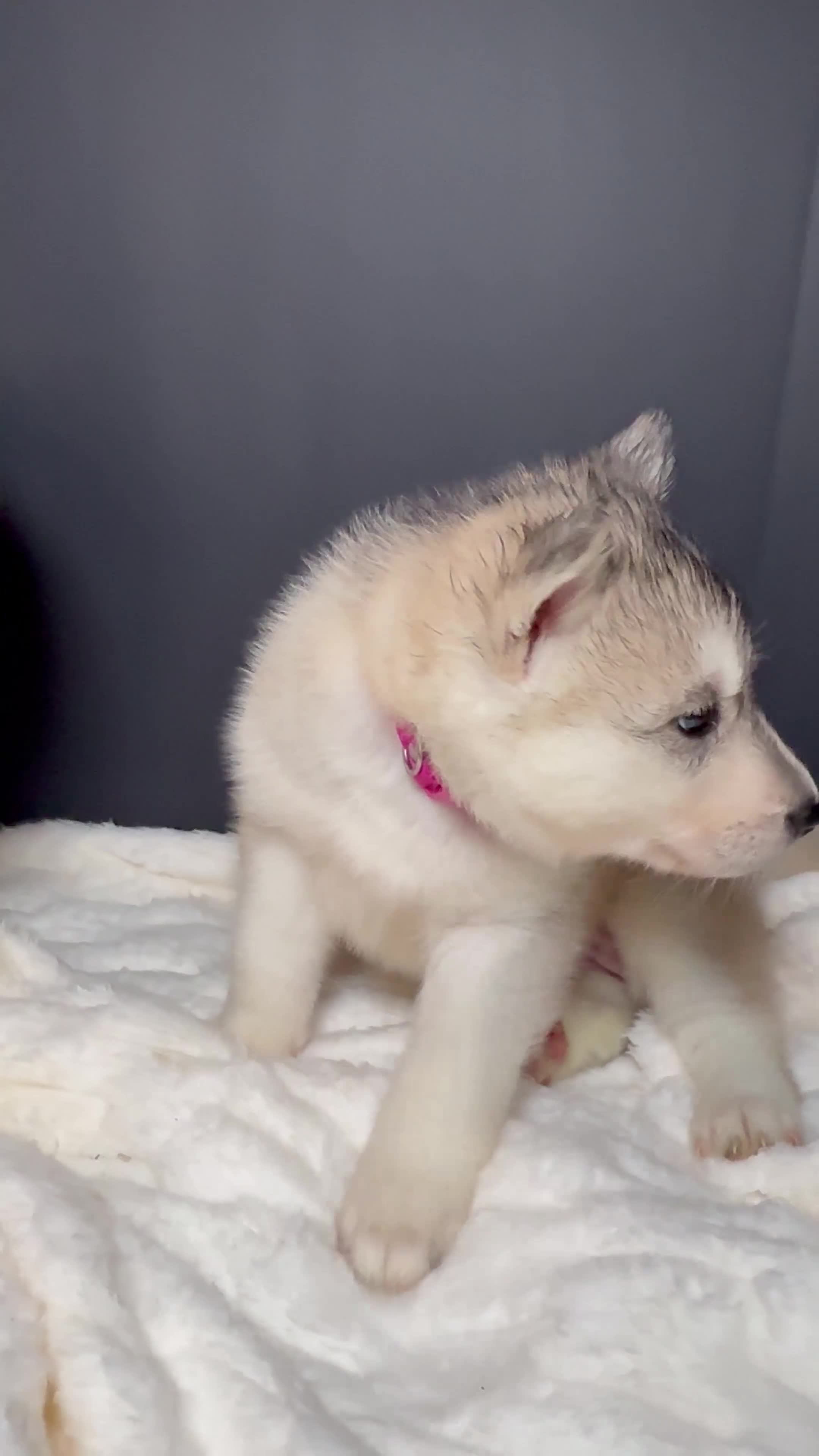 Siberian Husky dogs for sale: Amber - Video 1