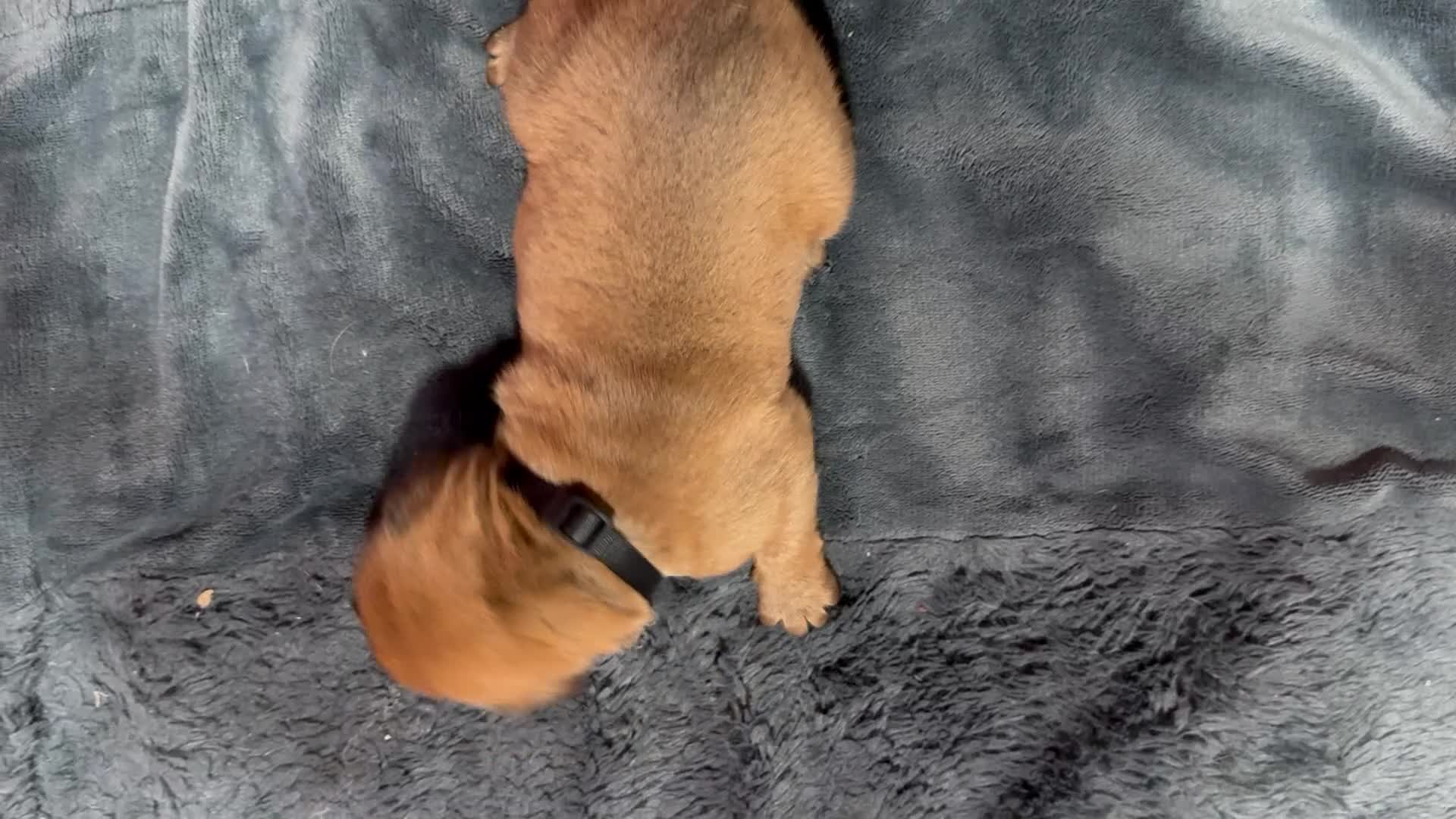 Dogue De Bordeaux dogs for sale: Dogue De Bordeaux Puppy 11 - Video 1