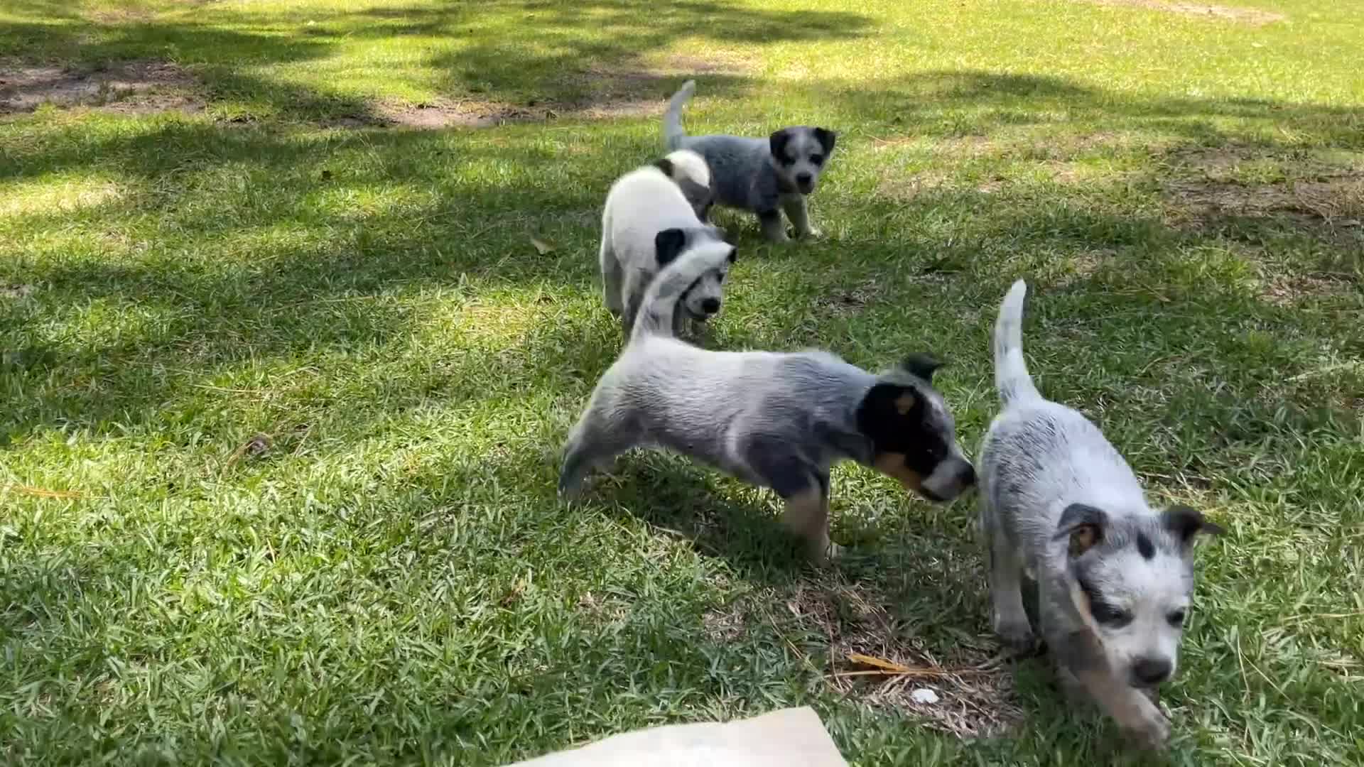 Australian Cattle Dog dogs for sale: Australian Cattle Dog Puppy 3 - Video 1