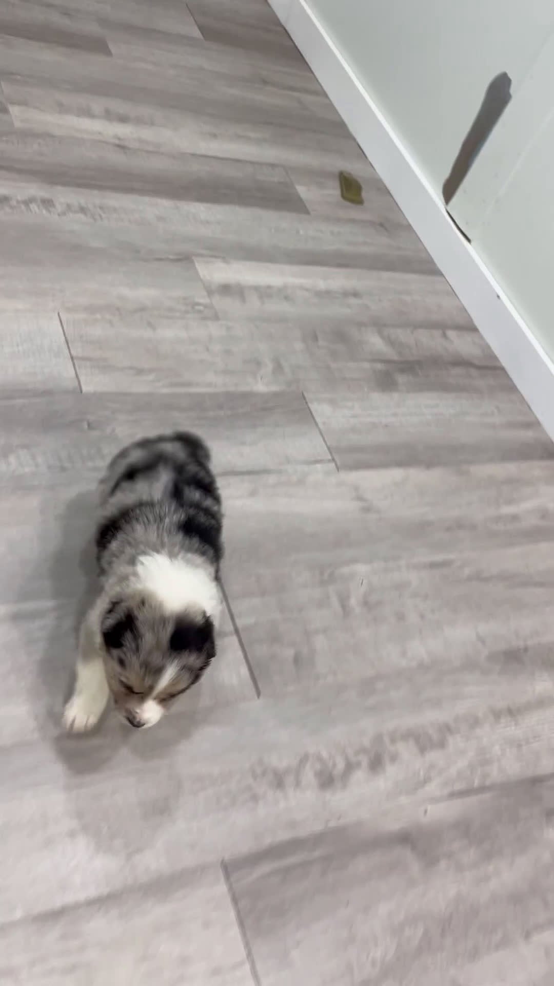 Australian Shepherd dogs for sale: Monty - Video 1