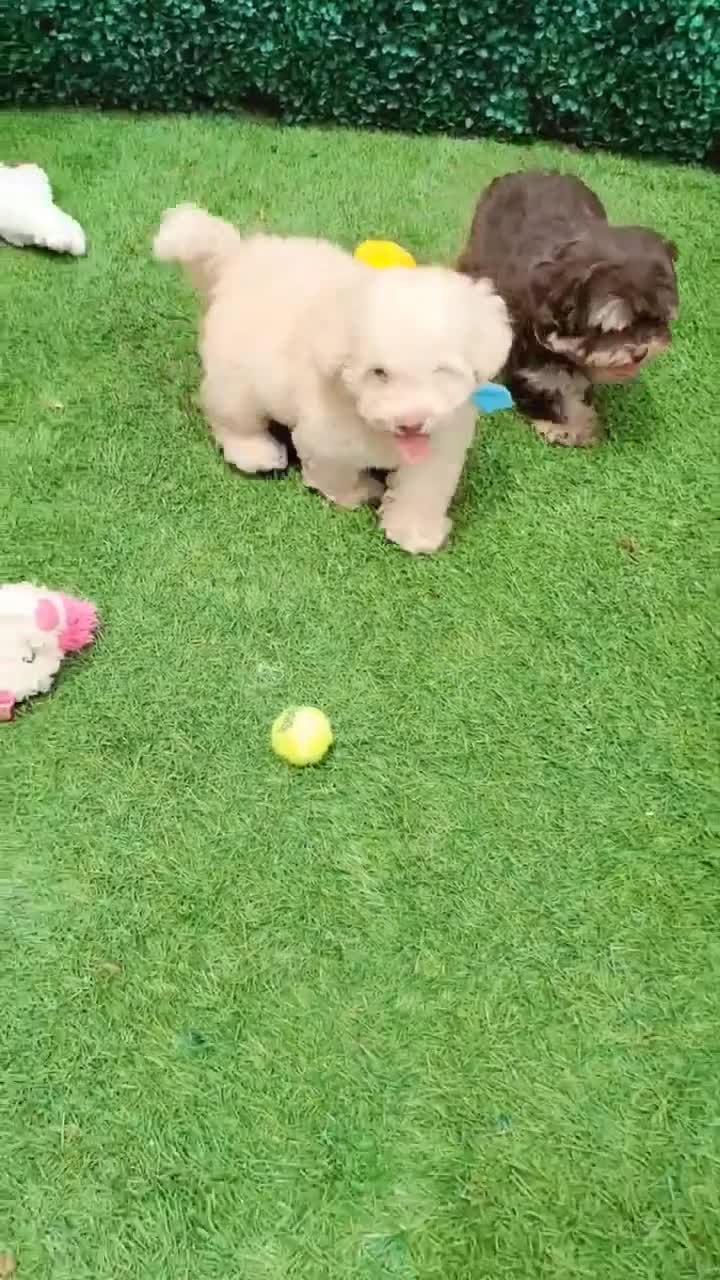 Maltipoo dogs for sale: BABY - Video 1