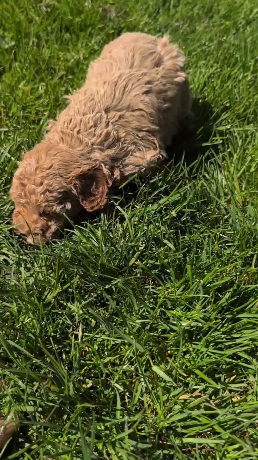 Miniature Poodle dogs for sale: Muna - Video 1