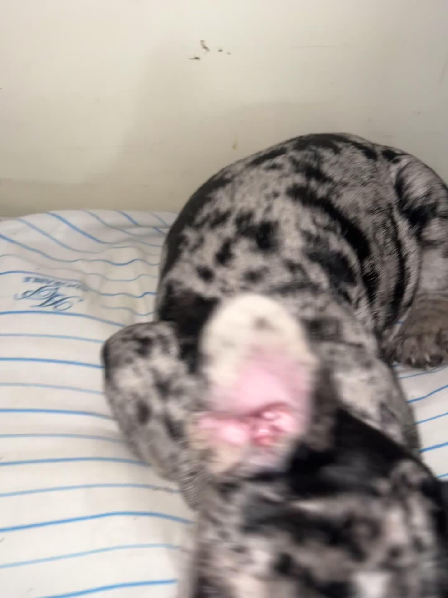 French Bulldog dogs for sale: French Bulldog 1 - Video 1