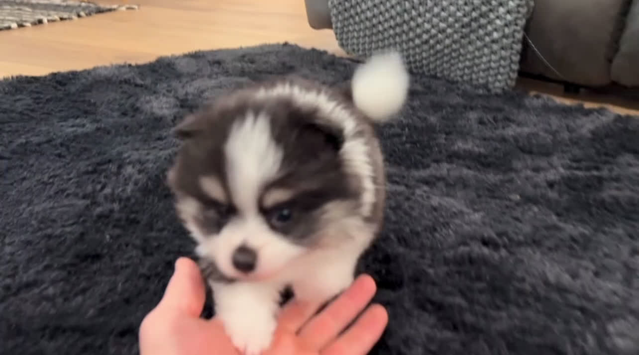 Pomeranian dogs for sale: Tucker - Video 1