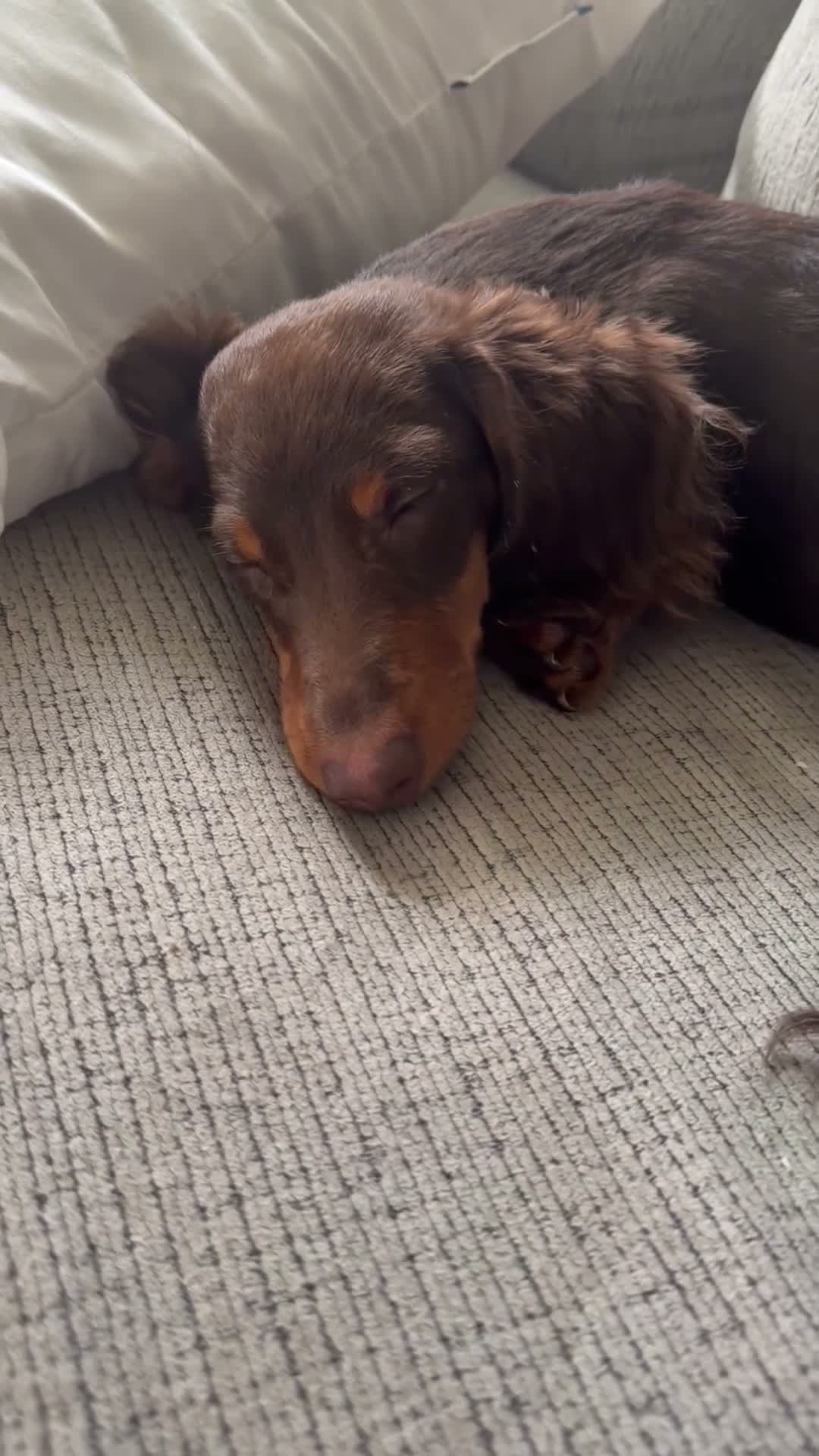 Miniature Dachshund dogs for sale: Miniature Dachshund 1 - Video 1