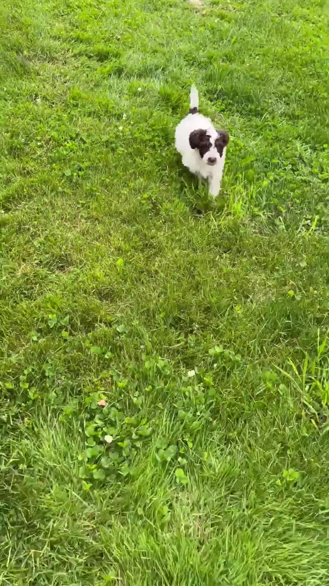 Aussiedoodle dogs for sale: Rusty - Video 1