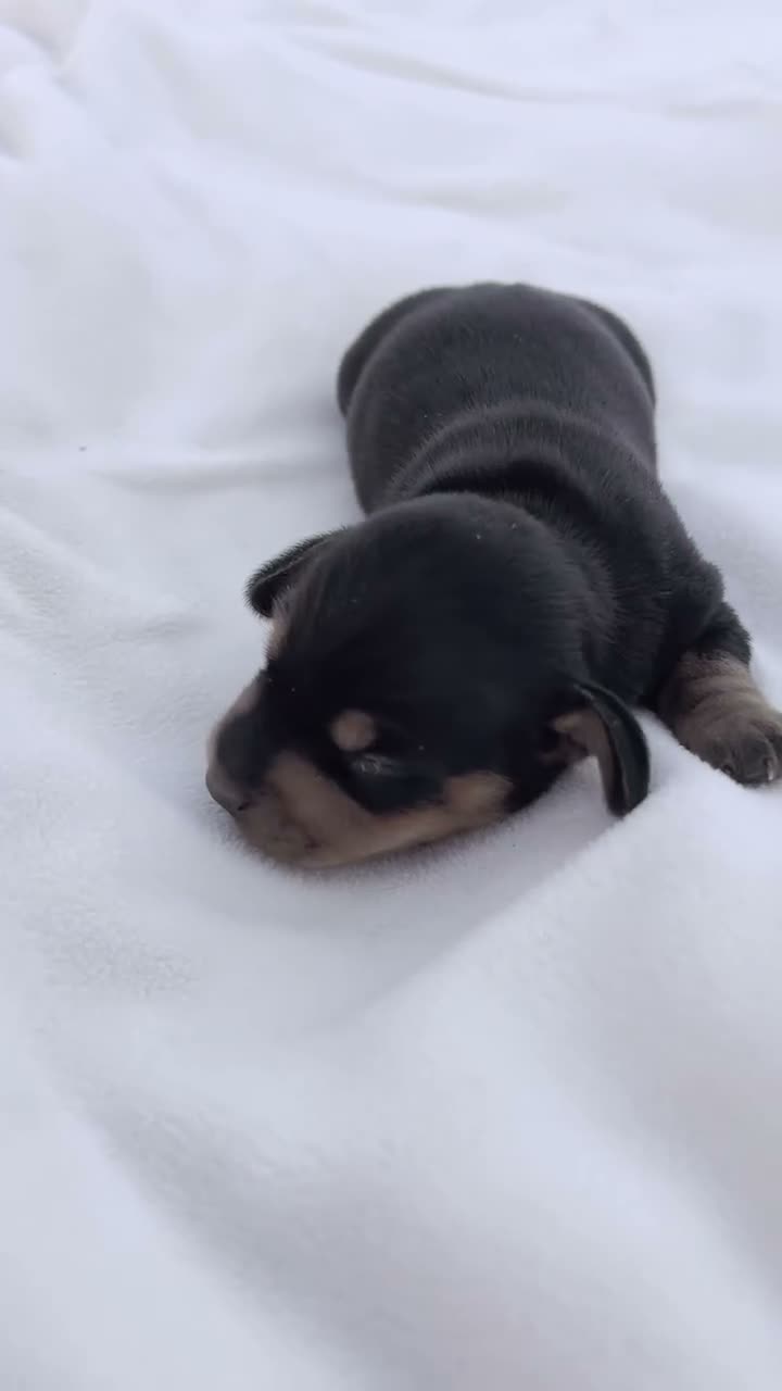 Miniature Dachshund dogs for sale: Linus Miniature Dachshund  - Video 1