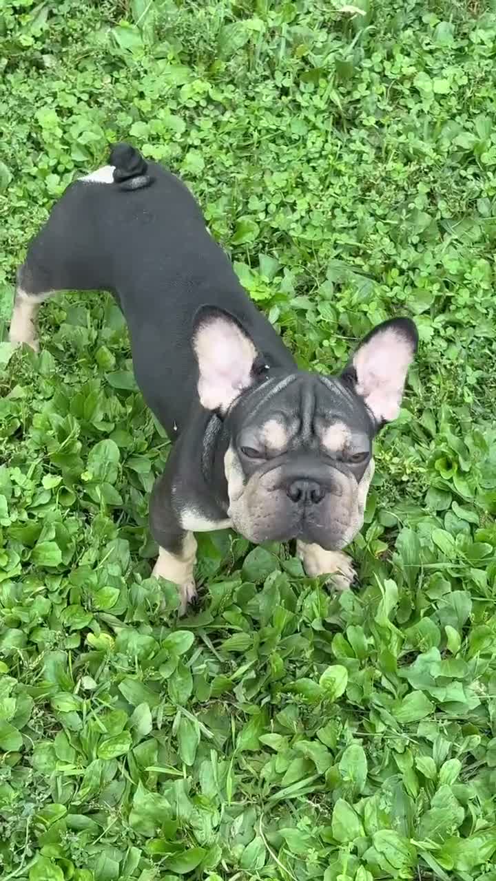French Bulldog dogs for sale: King - Video 1