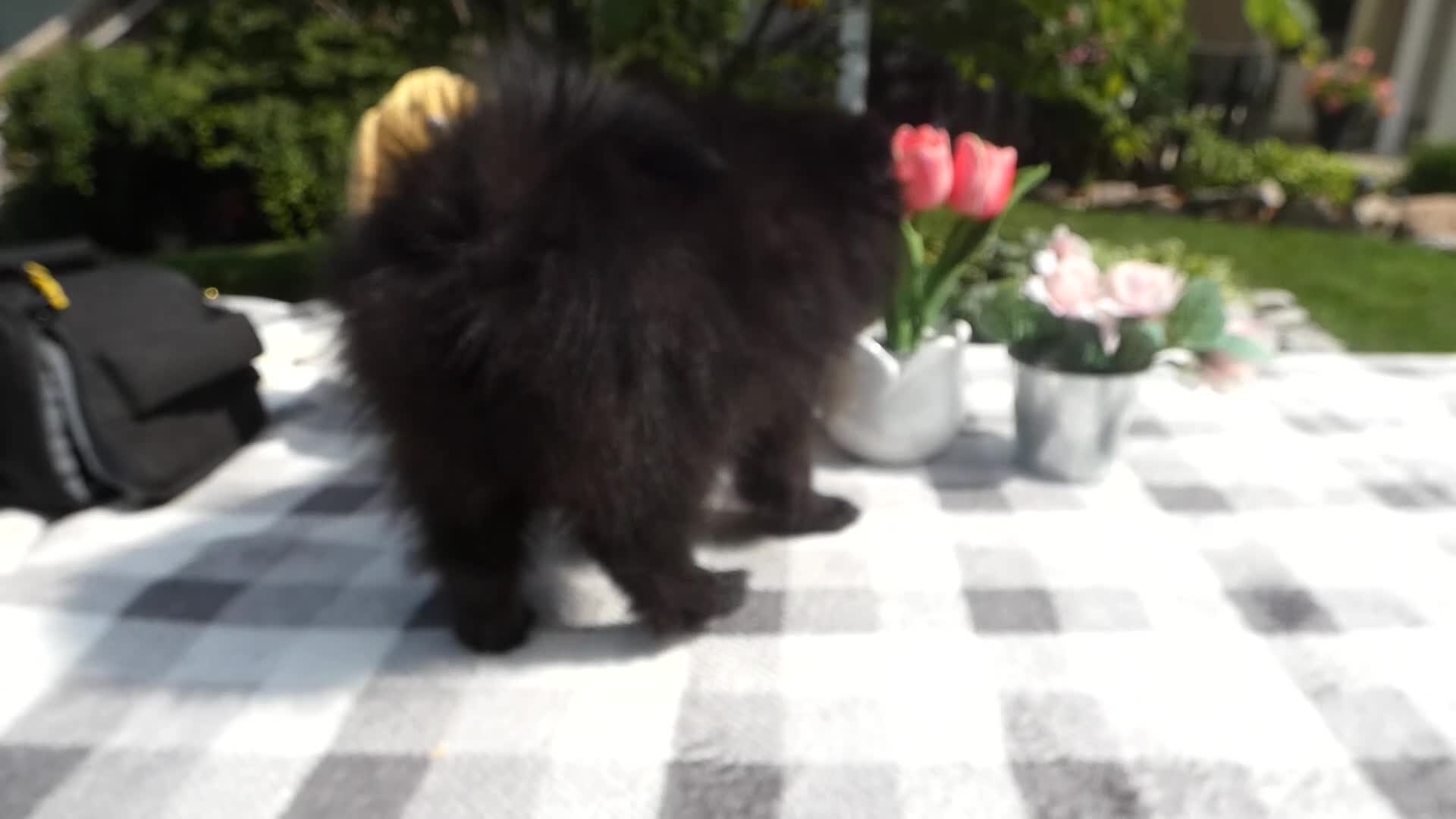 Pomeranian dogs for sale: Pomeranian 5 Ralinda - Video 1