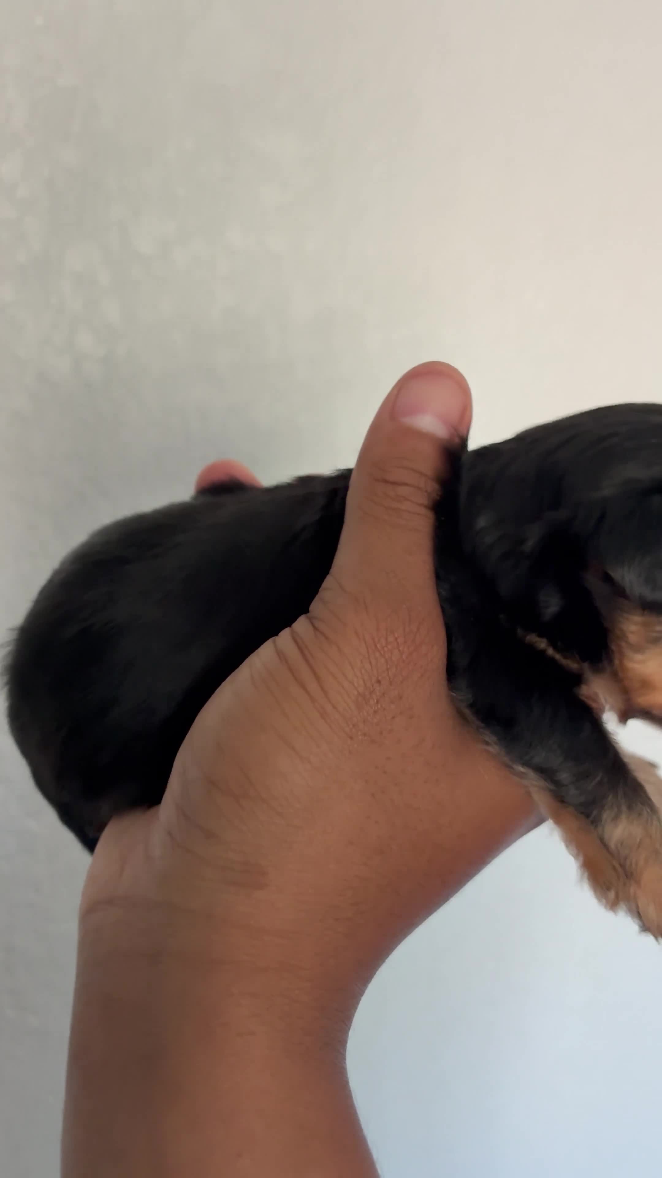 Yorkiepoo dogs for sale: Yorkiepoo 1 - Video 1