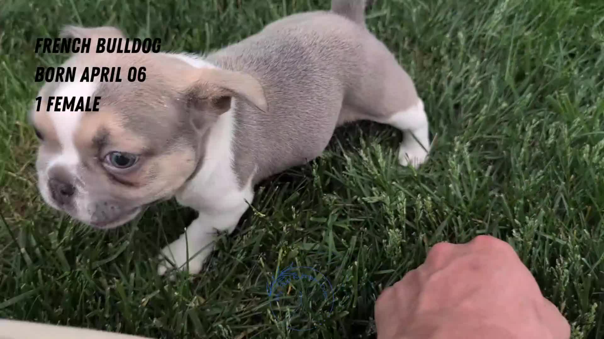 French Bulldog dogs for sale: Daisy - Video 2
