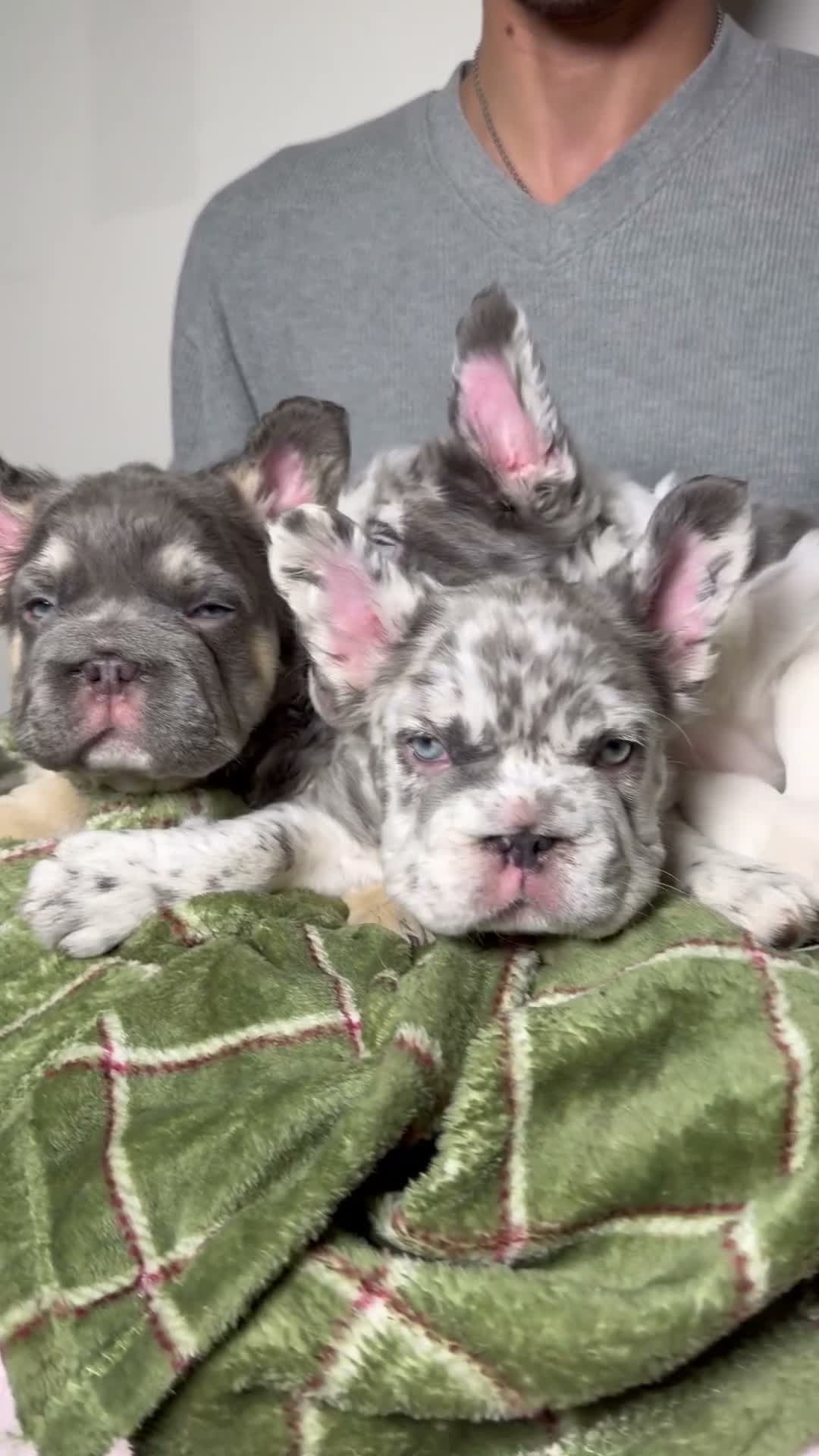 French Bulldog dogs for sale: Chapo the fluffy - Video 3