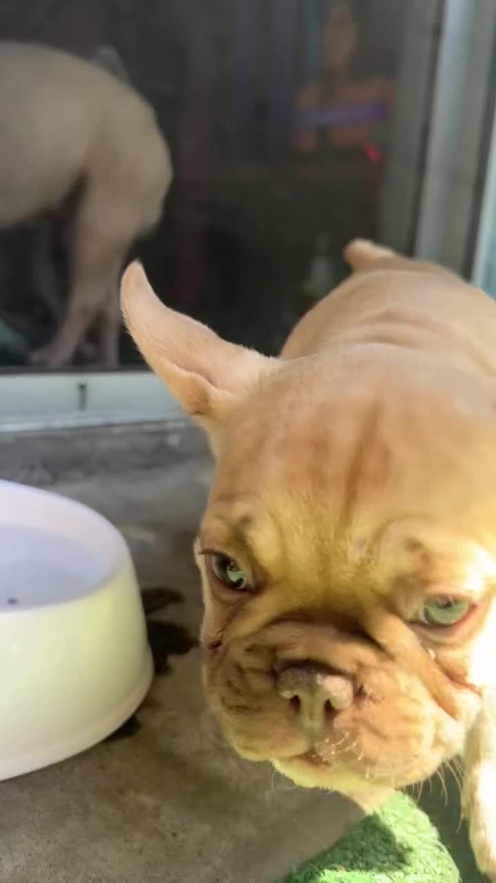 French Bulldog dogs for sale: French Bulldog 1 - Video 1