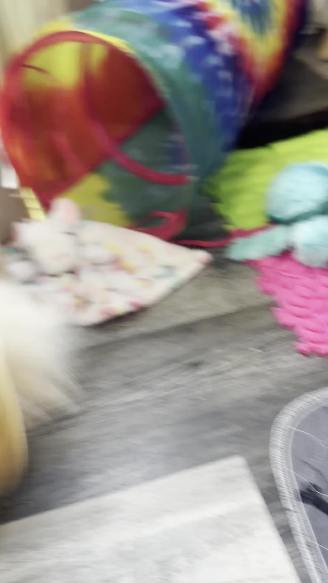Chihuahua dogs for sale: Ben - Video 1