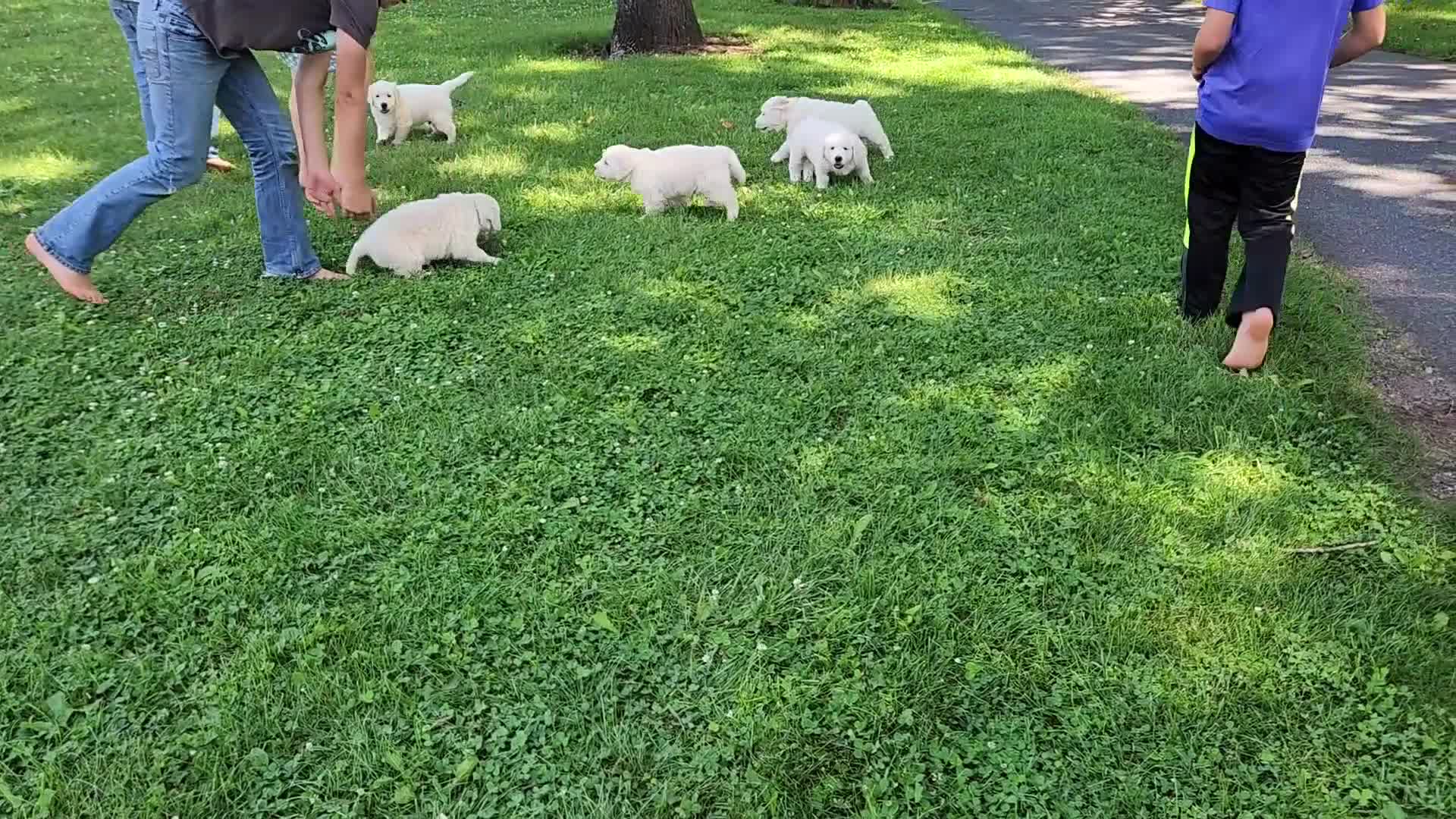 Golden Retriever dogs for sale: Rocky - Video 1