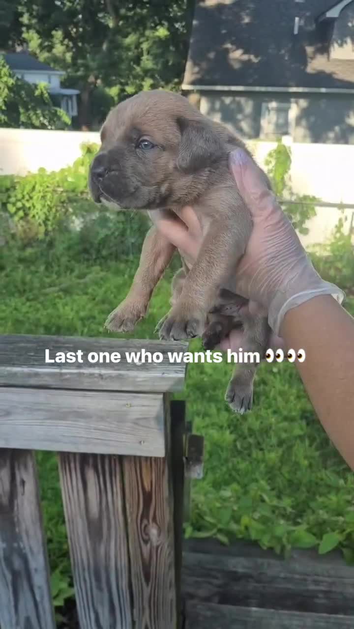 Cane Corso dogs for sale: Cane Corso 1 - Video 1