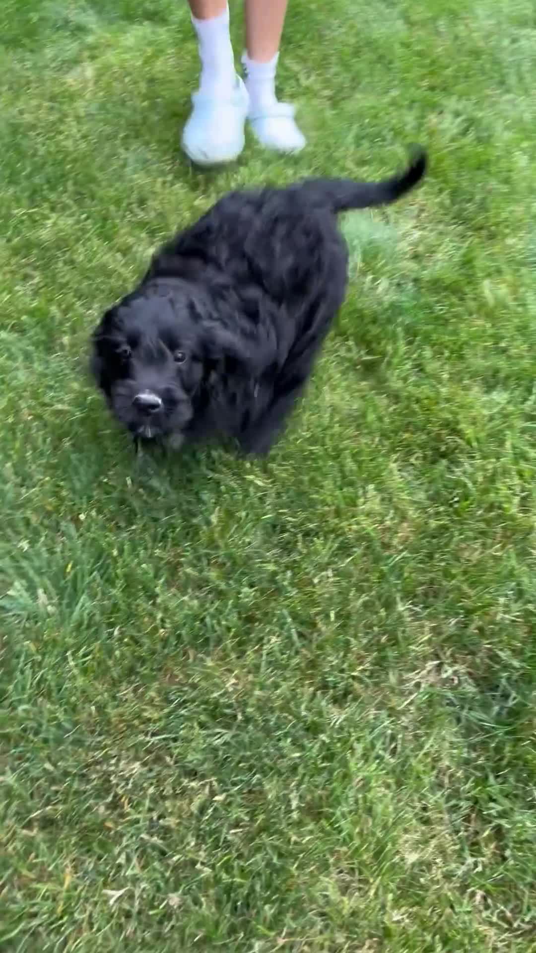 Mini Goldendoodle dogs for sale: Bentley - Video 1