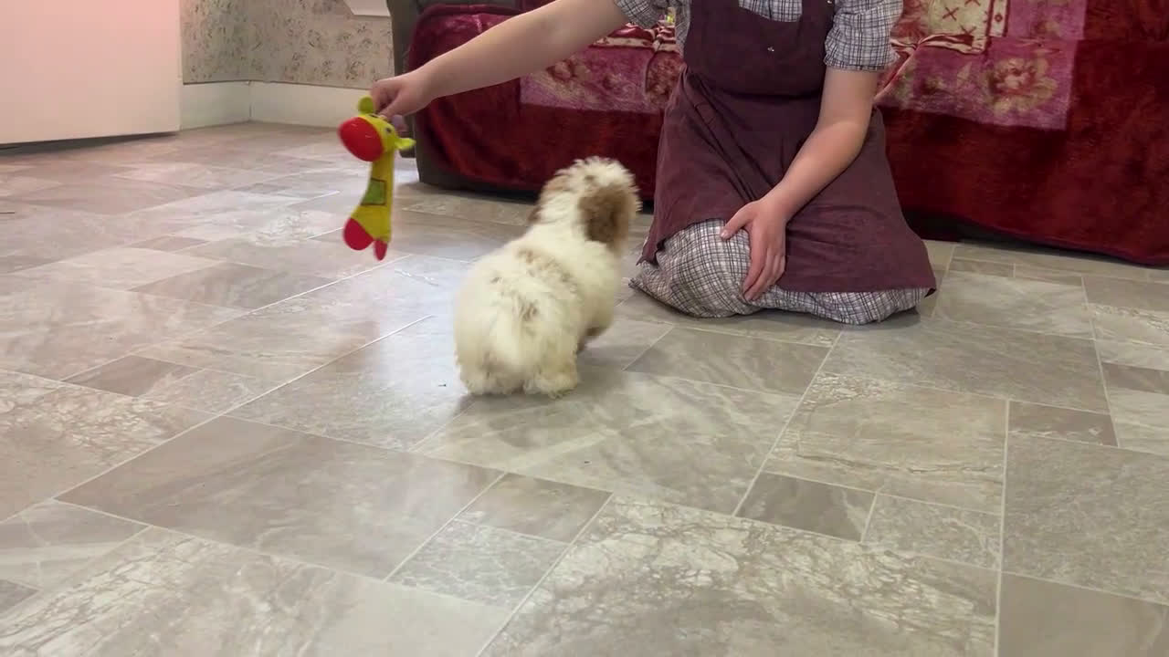 Schnoodle dogs for sale: Brianna - Video 1