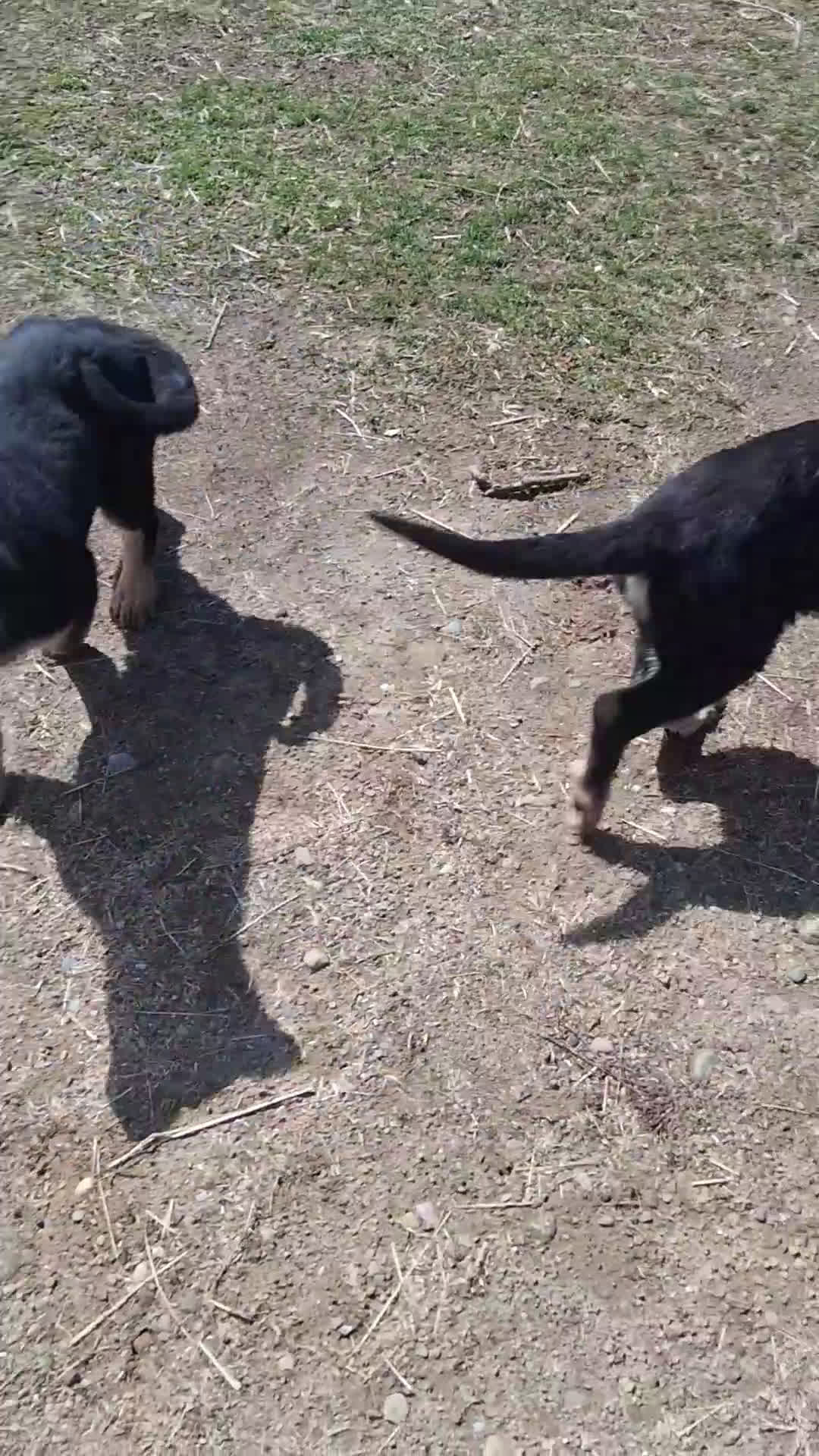 German Shepherd dogs for sale: Tina - Video 1