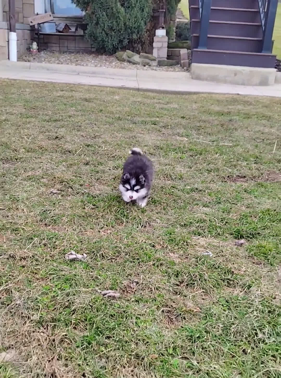 Pomsky dogs for sale: Clare - Video 1