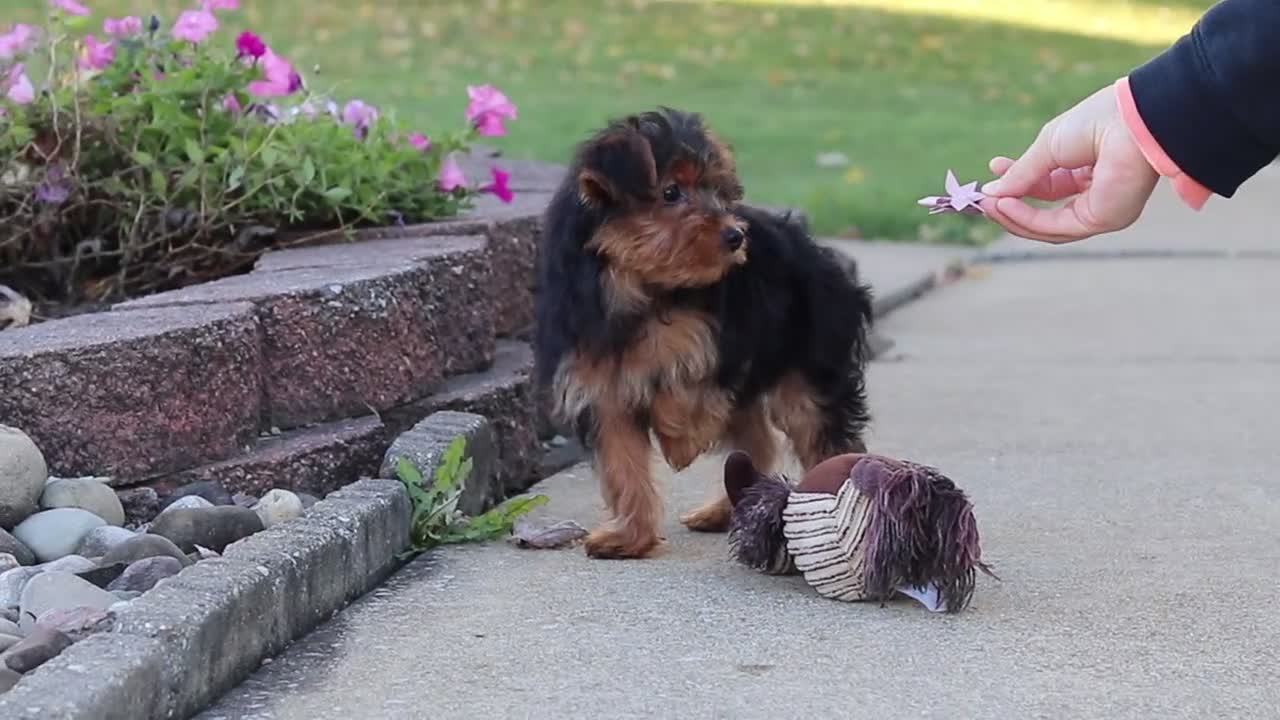 Yorkiepoo dogs for sale: Poppy - Video 1