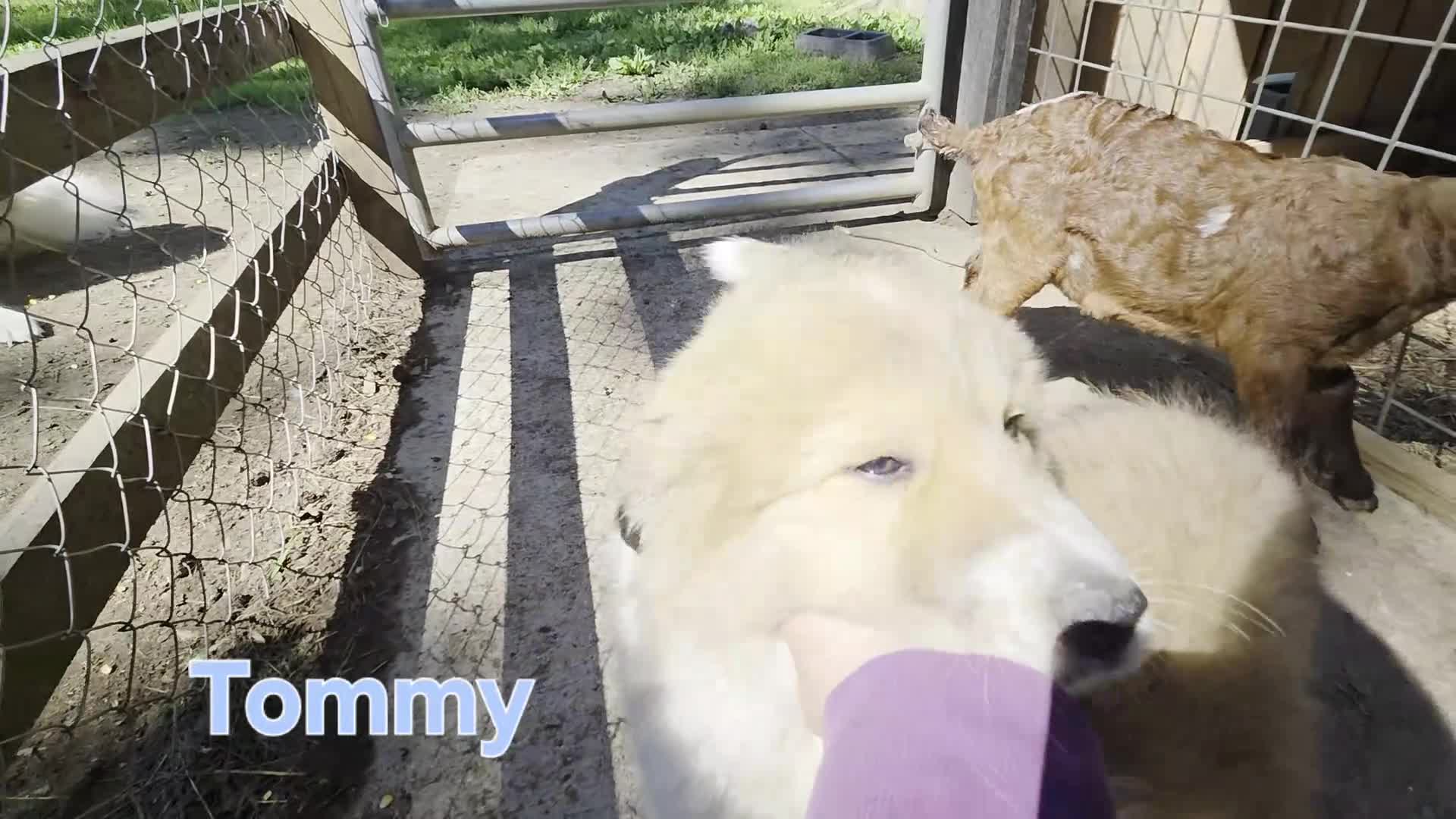 Great Pyrenees dogs for sale: Great Pyrenees Puppy 1 - Video 1
